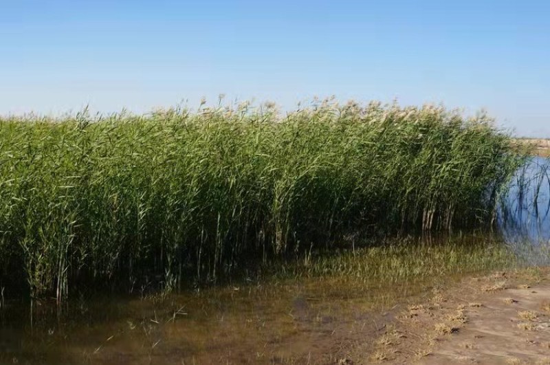 水生植物芦苇种子耐旱易活新采芦苇细叶粗叶庭院园林净化水质