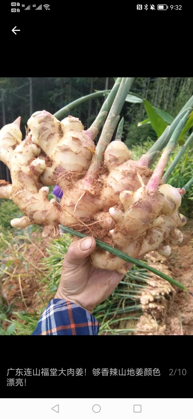 广西高山大肉姜
