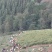 广西高山大肉姜