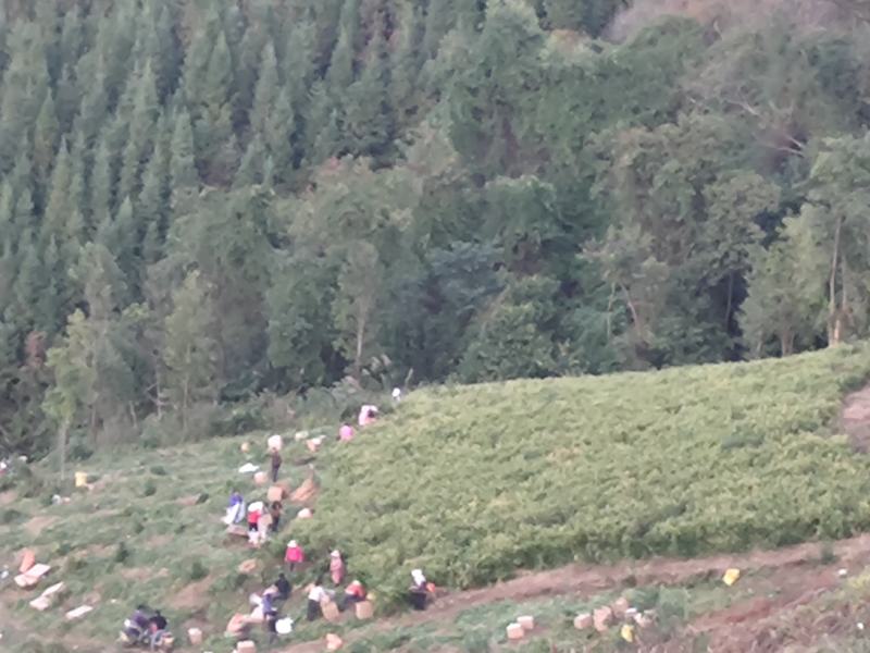 广西高山大肉姜