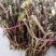 0.3cm以上的四季树形金银花枝条正在出售