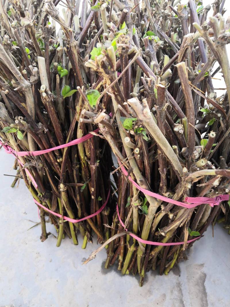 0.3cm以上的四季树形金银花枝条正在出售
