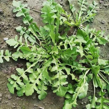 大叶荠菜种子荠荠菜籽山野菜耐寒四季蔬菜种子