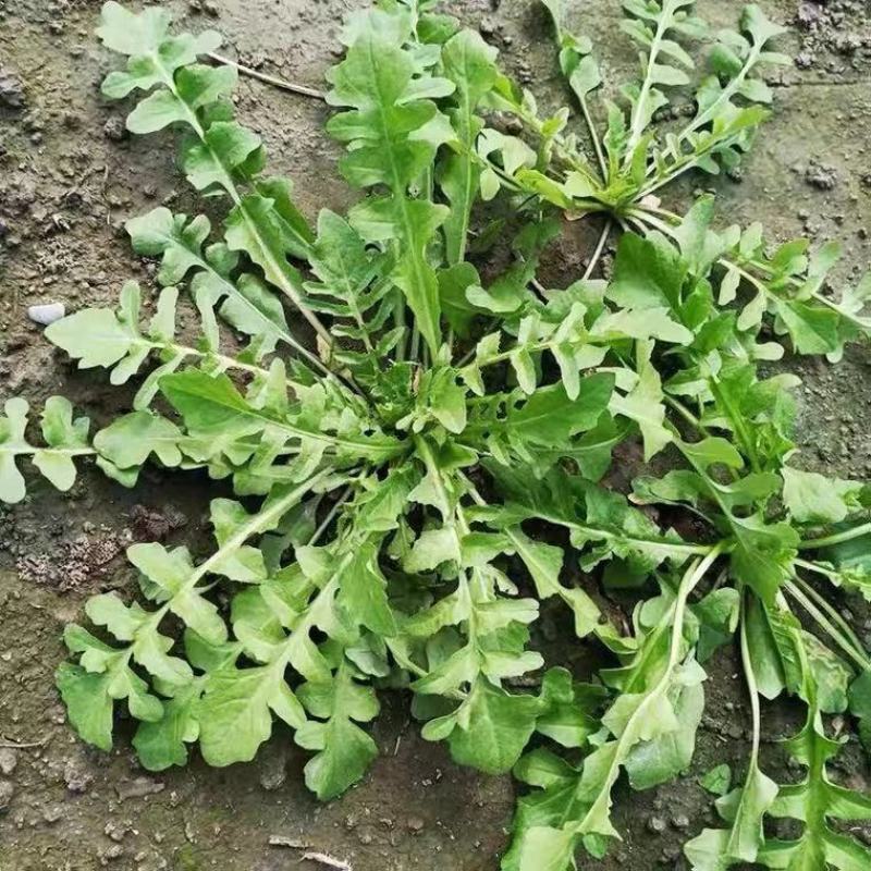 大叶荠菜种子荠荠菜籽山野菜耐寒四季蔬菜种子