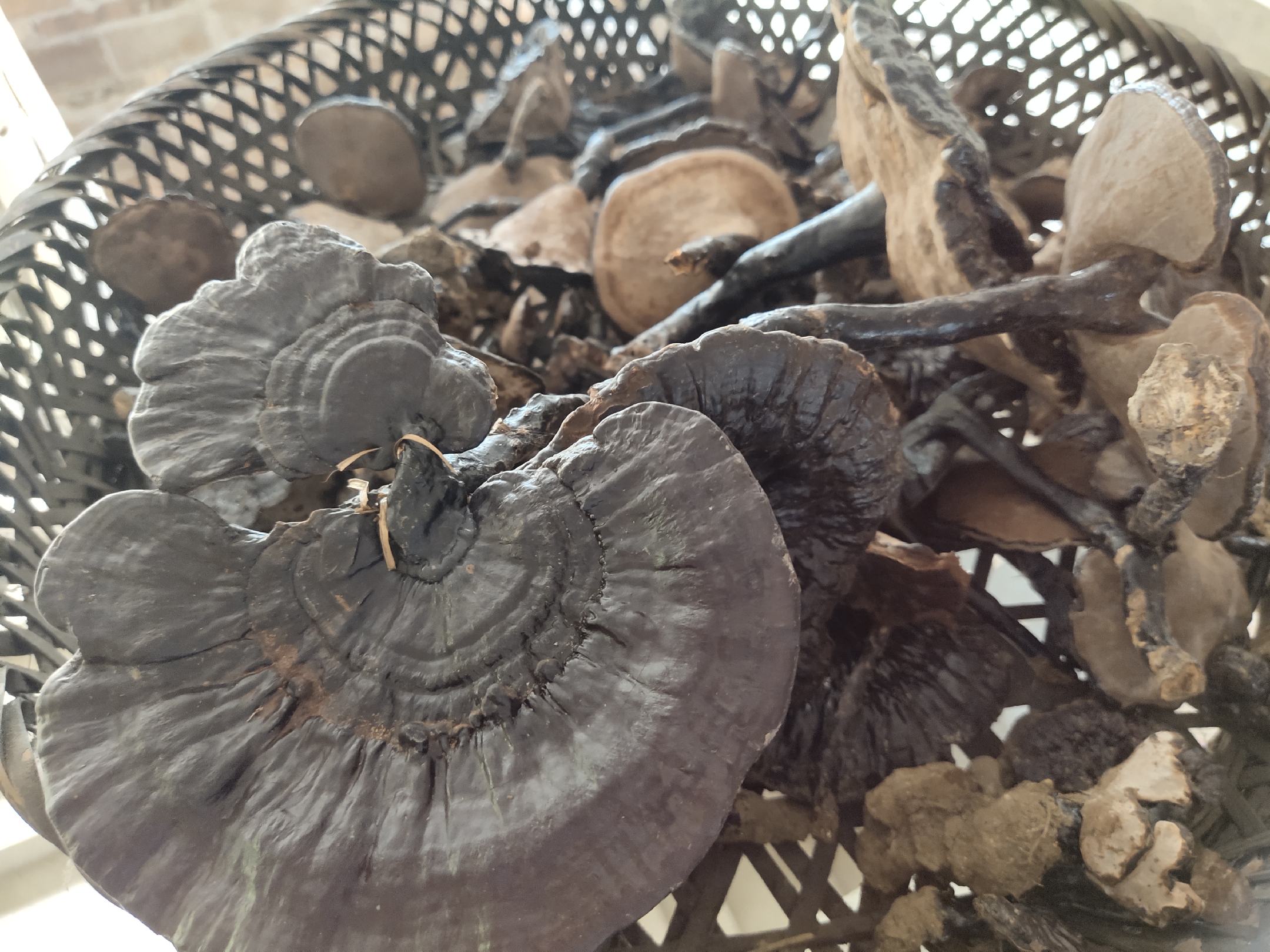 灵芝108种全图高清汇编页局部特写