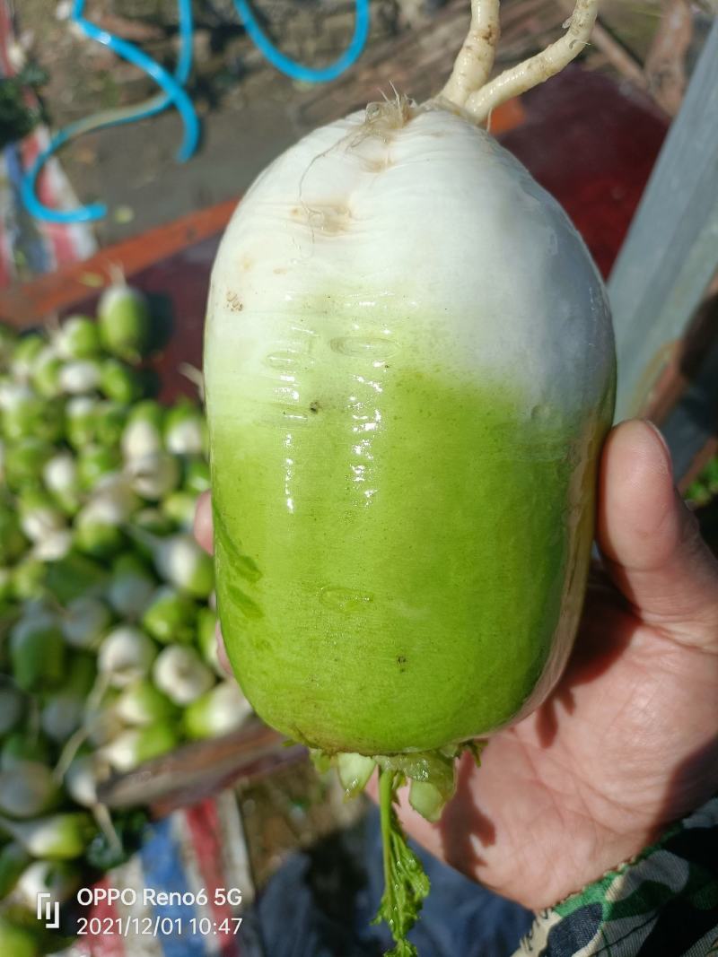 露头青萝卜