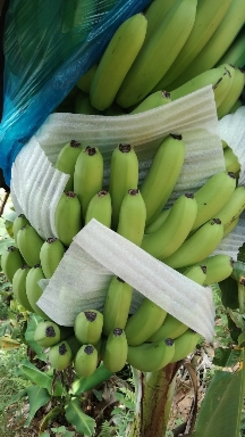 云南红河香蕉产地发货质量保证量大从优欢迎联系
