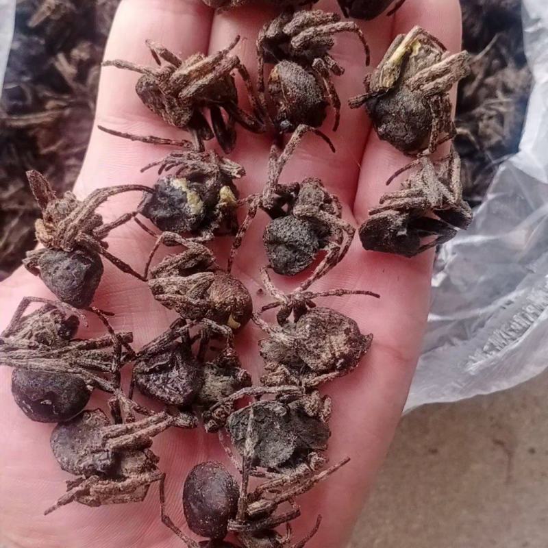 正品黑蜘蛛中药材大蜘蛛药用蜘蛛无硫自然晒干