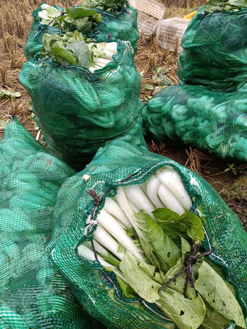 粤北山区韶关白菜干菜味浓正宗农村一家一户收的乡下矮白菜干