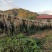 粤北山区韶关白菜干菜味浓正宗农村一家一户收的乡下矮白菜干