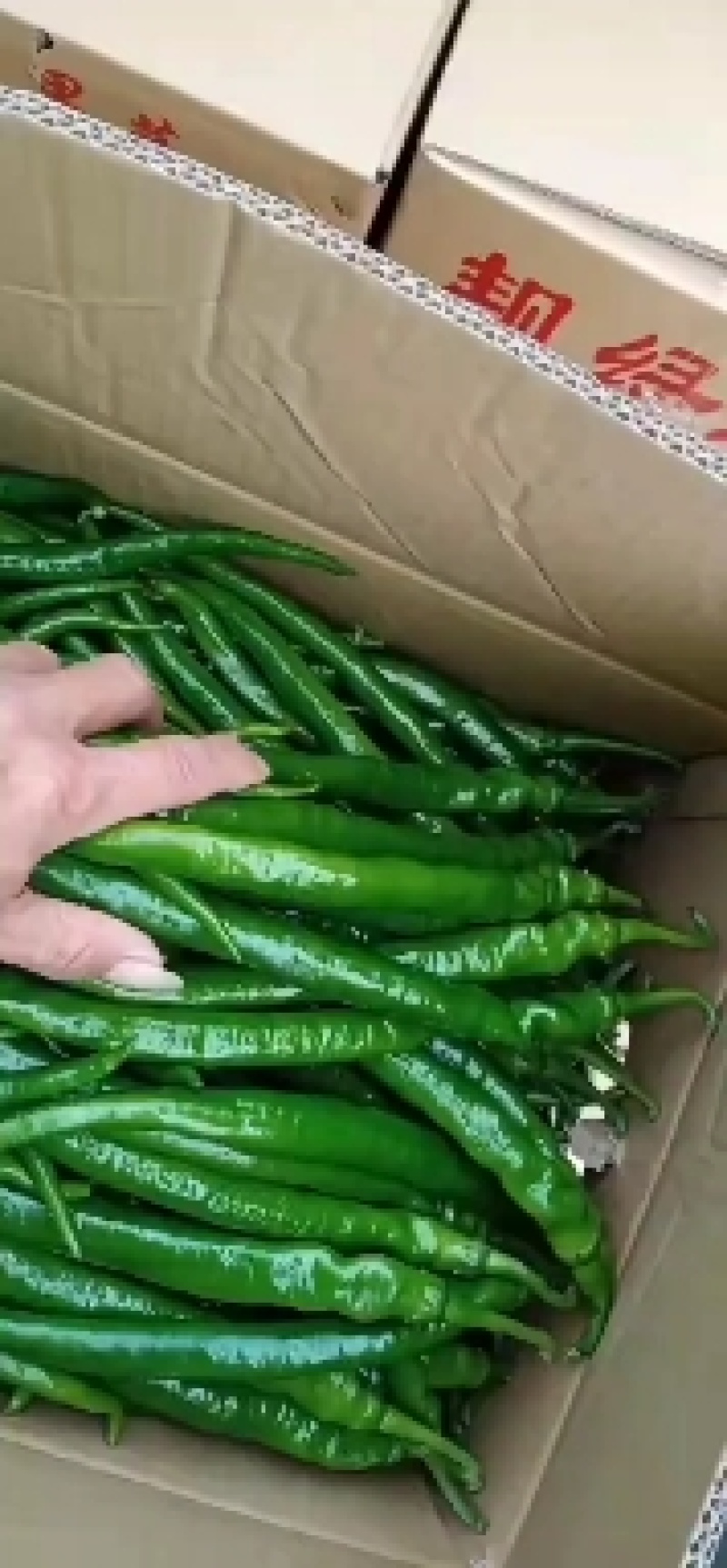 (线椒)福建精品优质辣椒，价低，量大，保质，多年自营！