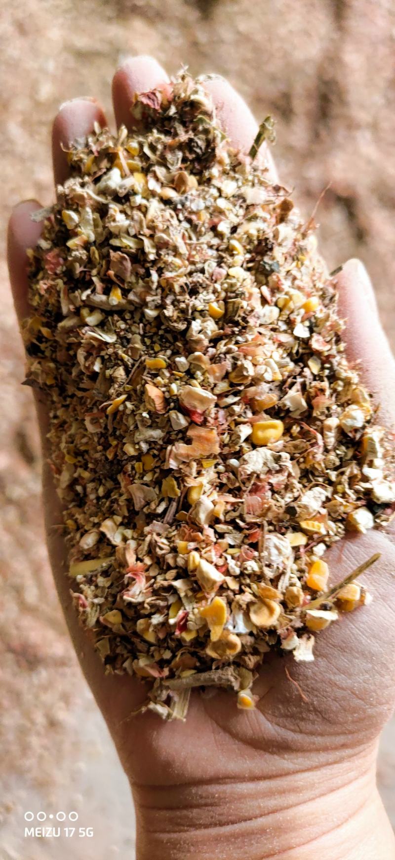 碎玉米毛粮5-6个粮新玉米水分低