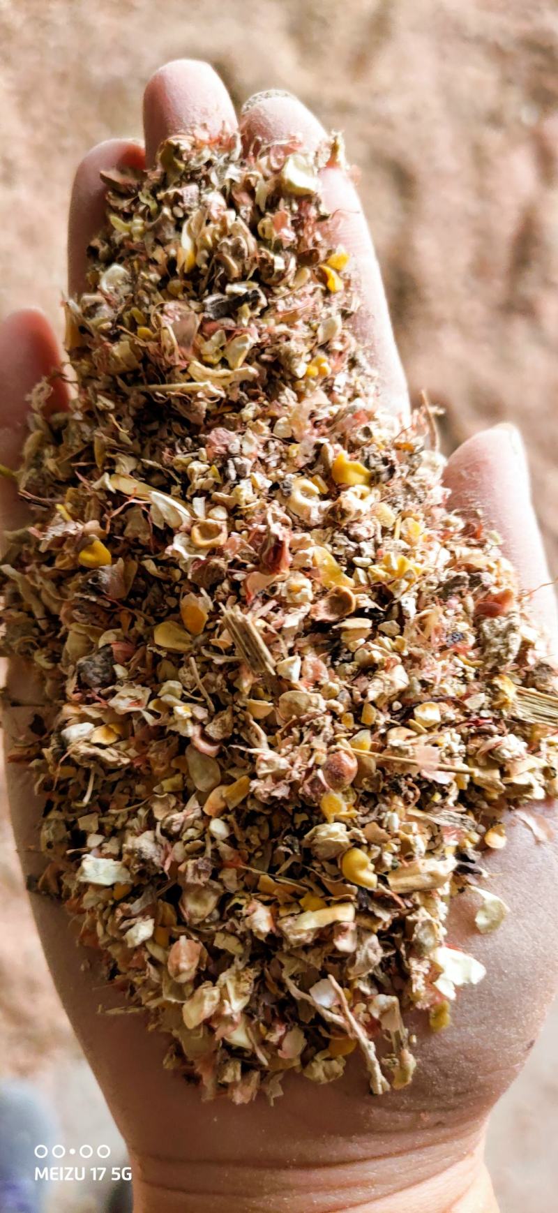 碎玉米毛粮5-6个粮新玉米水分低