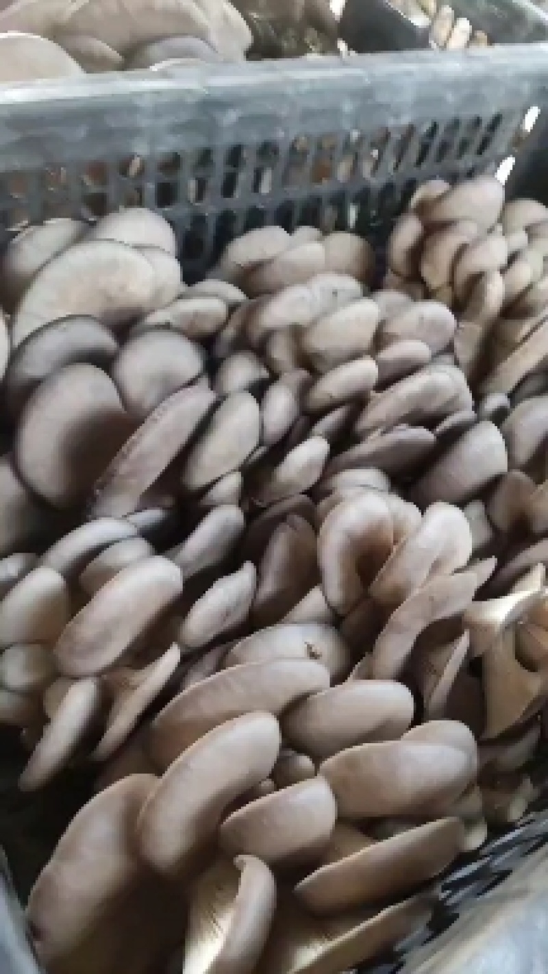 干货无注水，大量有货上千亩都是平菇大棚！欢迎全国各地朋友