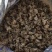正品黑蜘蛛中药材大蜘蛛药用蜘蛛无硫自然晒干