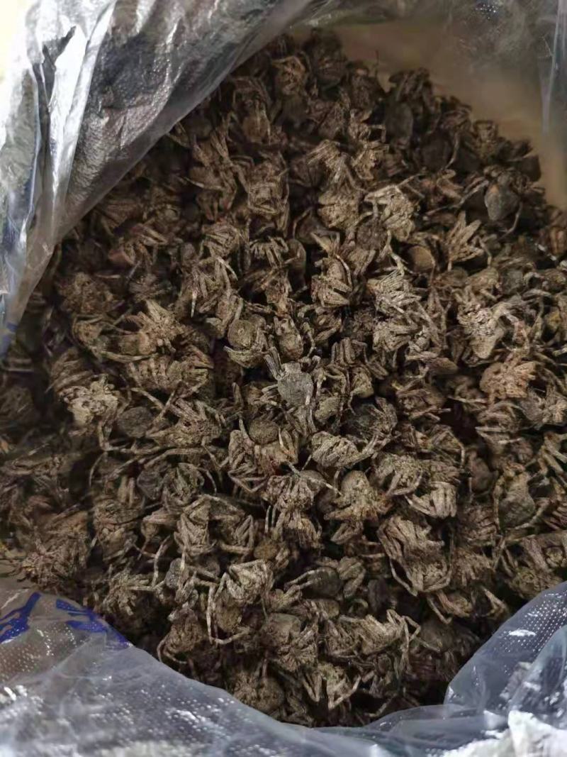 正品黑蜘蛛中药材大蜘蛛药用蜘蛛无硫自然晒干