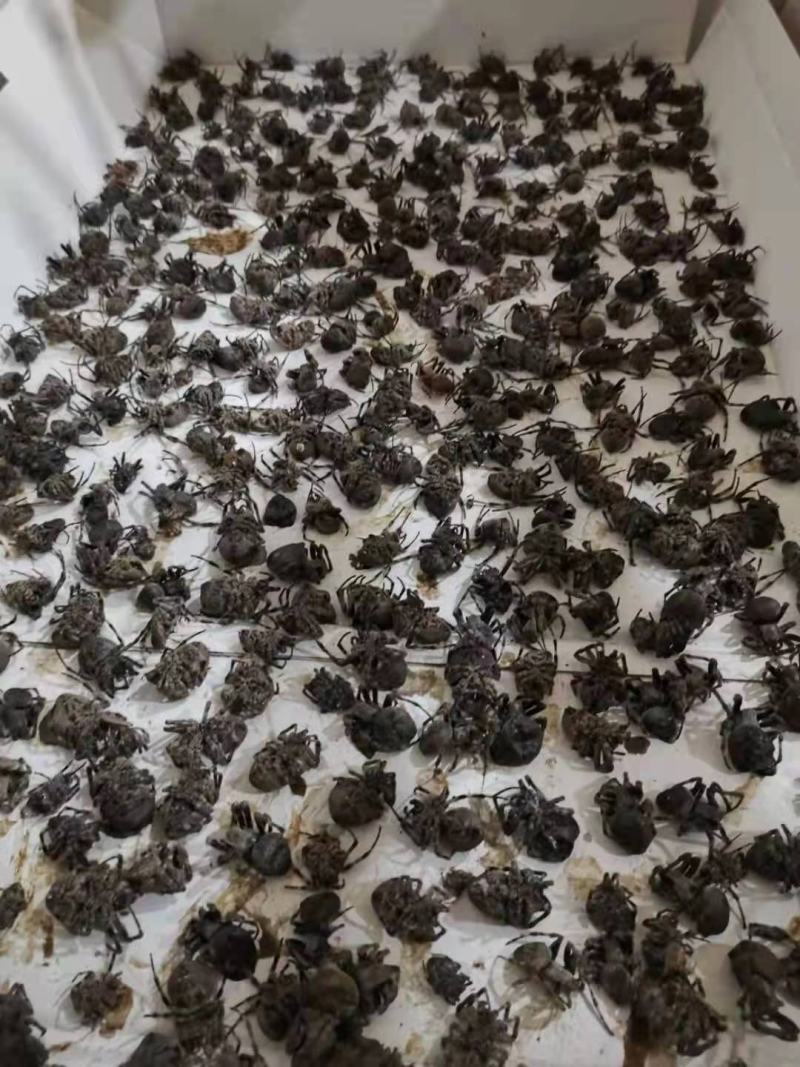 正品黑蜘蛛中药材大蜘蛛药用蜘蛛无硫自然晒干