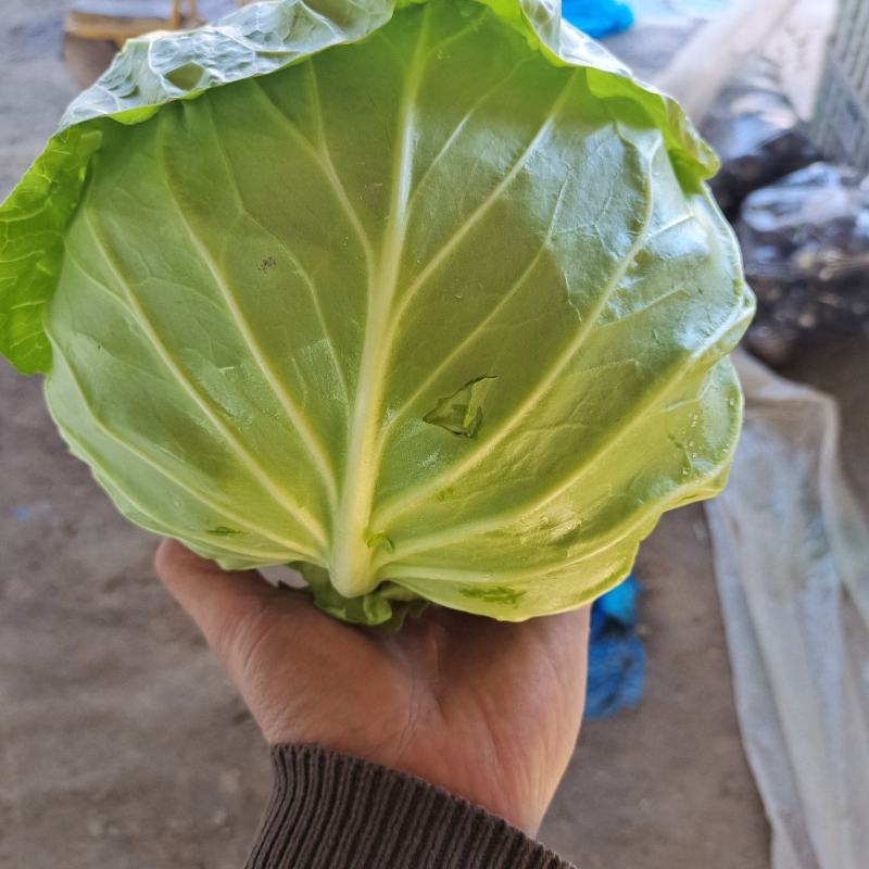 精品甘蓝，绿甘蓝（萱甘蓝）系列~大棚甘蓝~产地代办