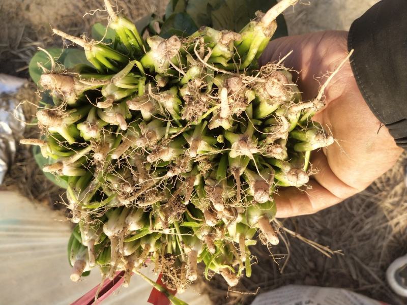 河南精品菠菜，大量上市，保质保量，欢迎采购