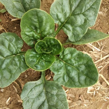 地爬菠菜，