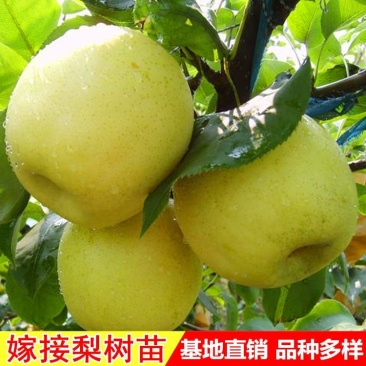 梨树，新梨7号、秋月、早酥红、园黄，优选种条，品种纯度好