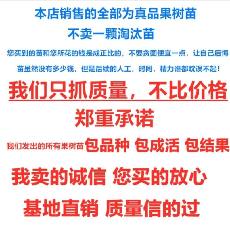 梨树，新梨7号、秋月、早酥红、园黄，优选种条，品种纯度好