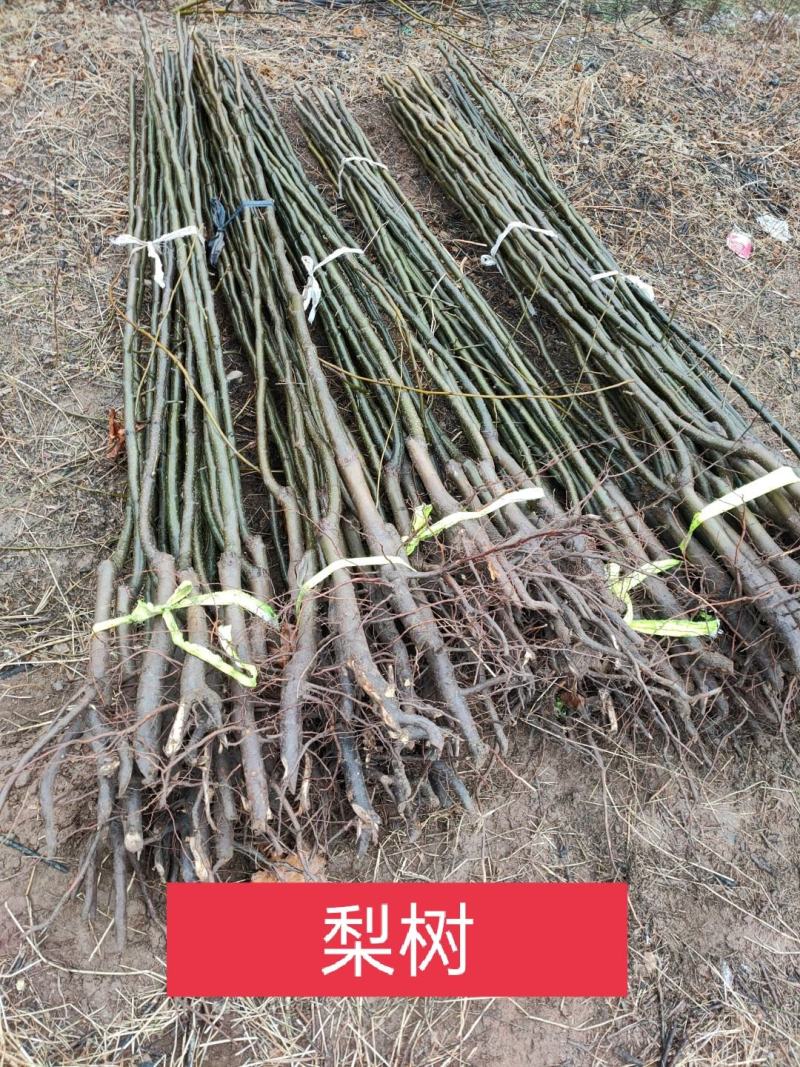 梨树，新梨7号、秋月、早酥红、园黄，优选种条，品种纯度好