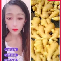 【山东姜母产地直销】大量有货价格便宜全国发货