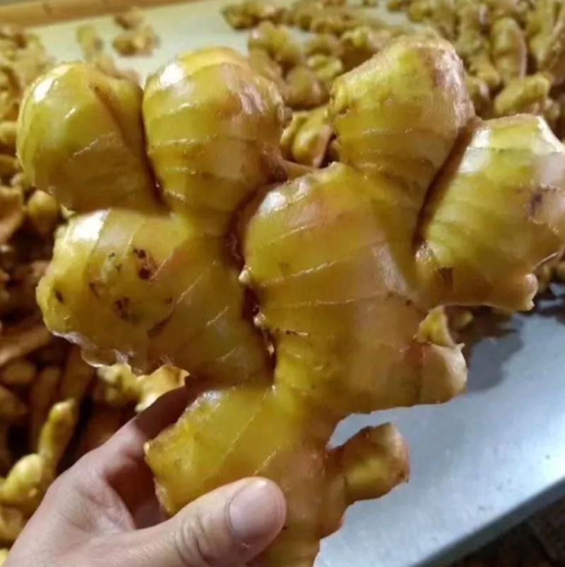 【山东姜母产地直销】大量有货价格便宜全国发货