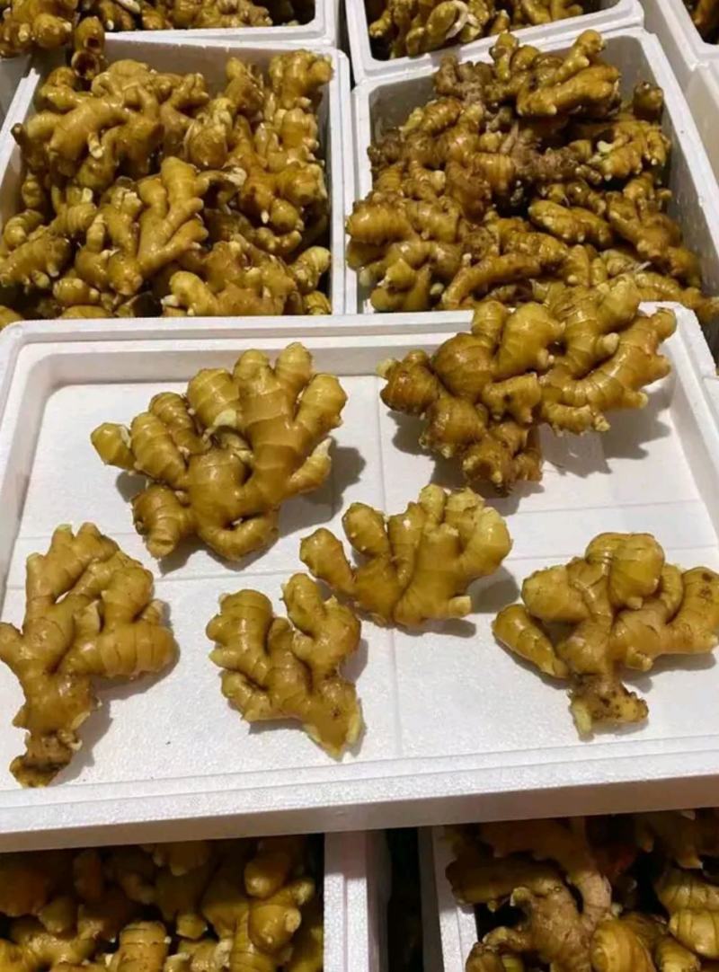 【山东姜母产地直销】大量有货价格便宜全国发货