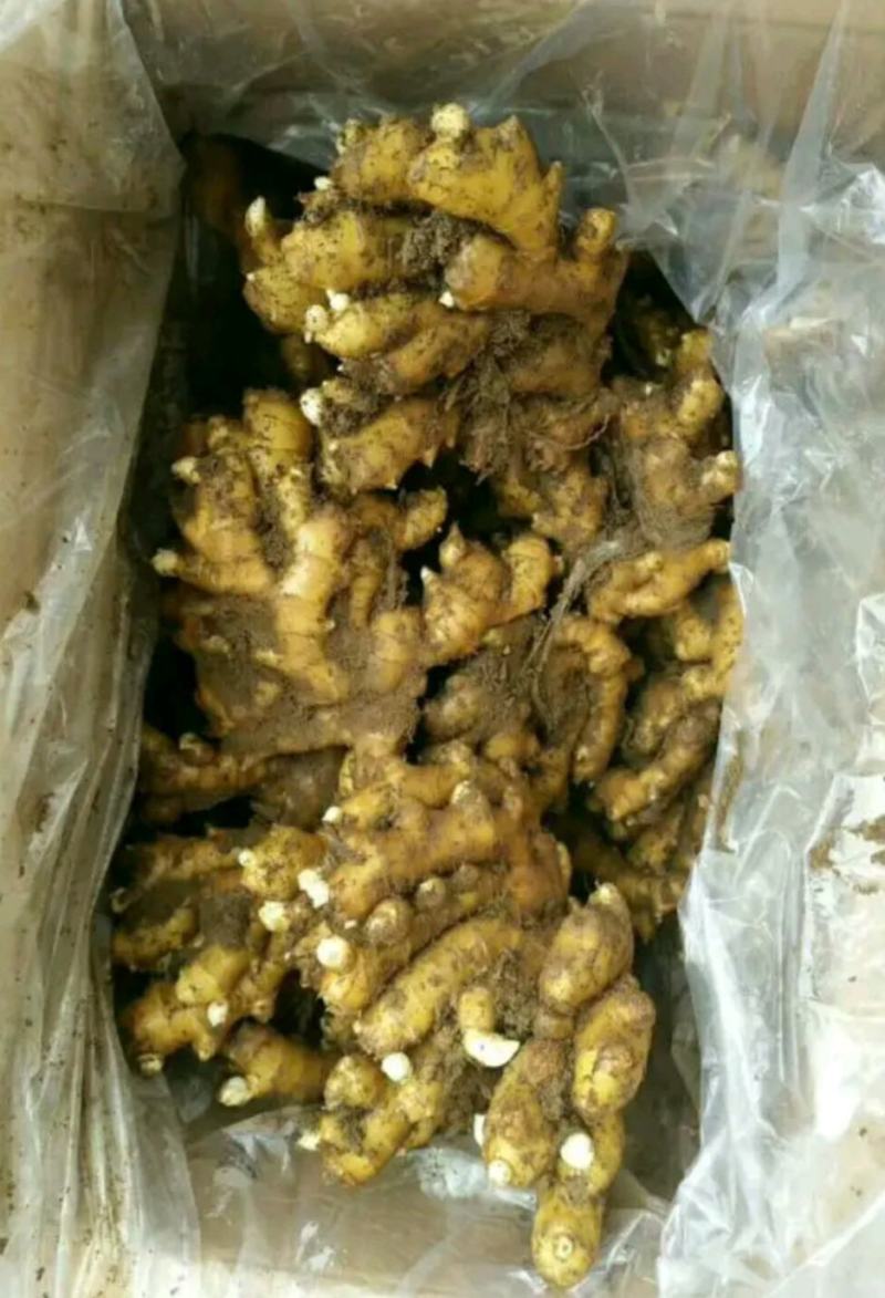 【山东姜母产地直销】大量有货价格便宜全国发货