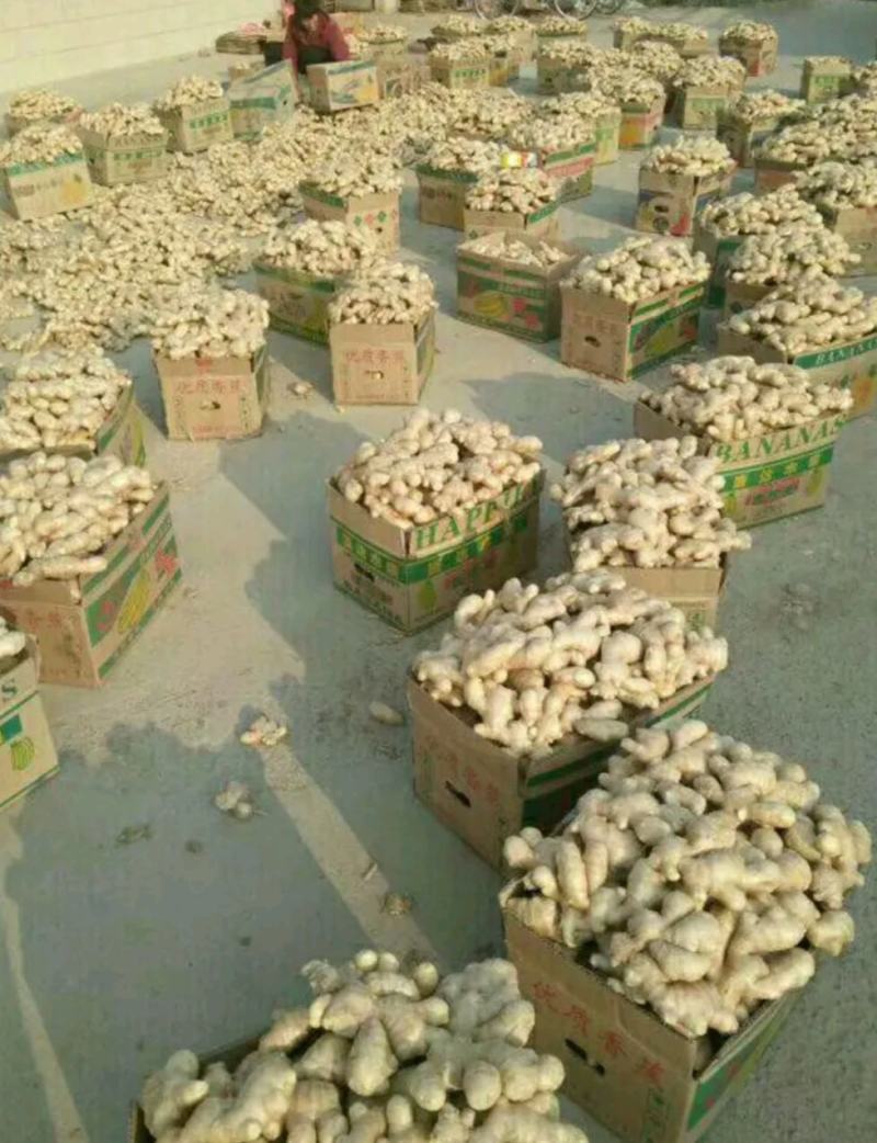 【山东姜母产地直销】大量有货价格便宜全国发货