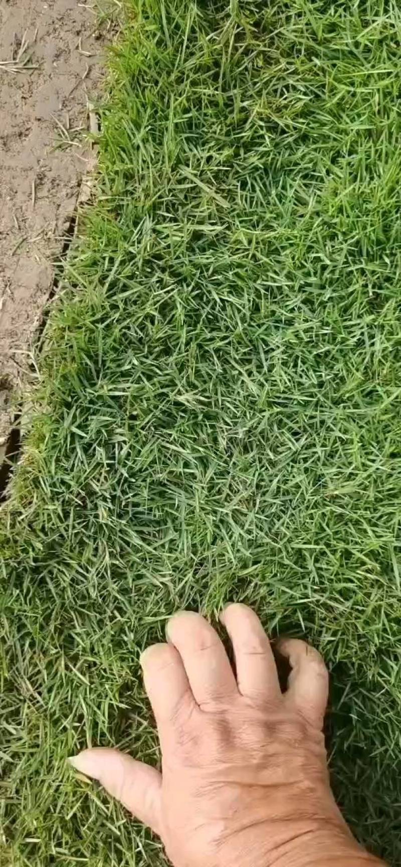 兰引三号，球场专用兰引三号草又名日本结缕草，原产于亚
