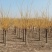 大量低价出售，地径：4-15cm矮接金枝槐，丛生金枝槐