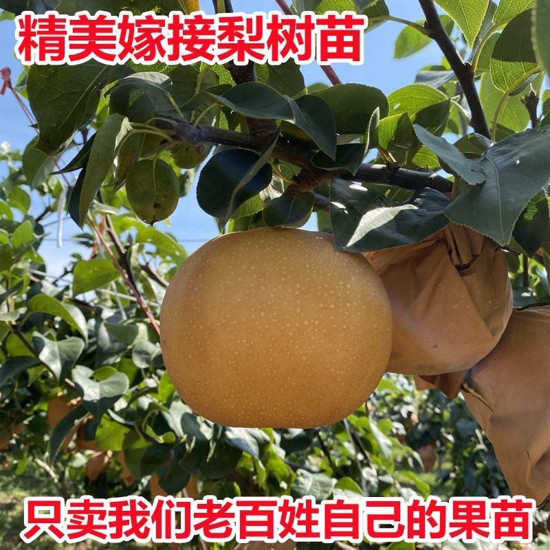 梨树，红香酥、皇冠、玉露香、中梨4号，自家苗圃