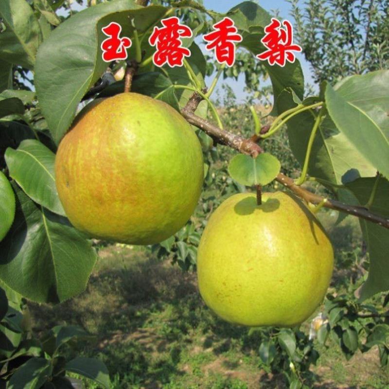 梨树，红香酥、皇冠、玉露香、中梨4号，自家苗圃