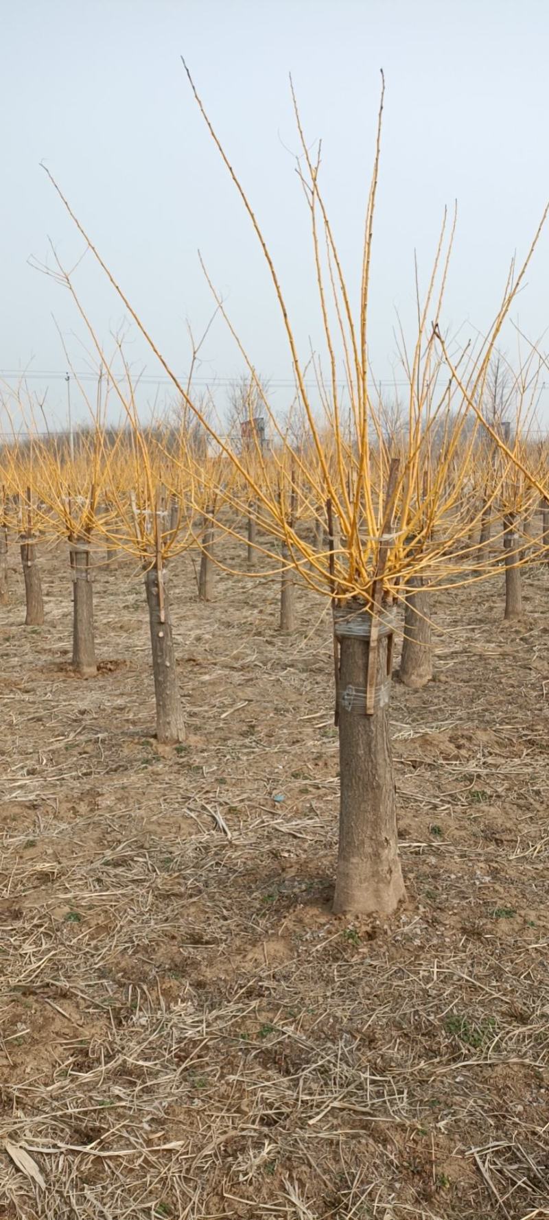 大量低价出售，地径：4-15cm矮接金枝槐，丛生金枝槐
