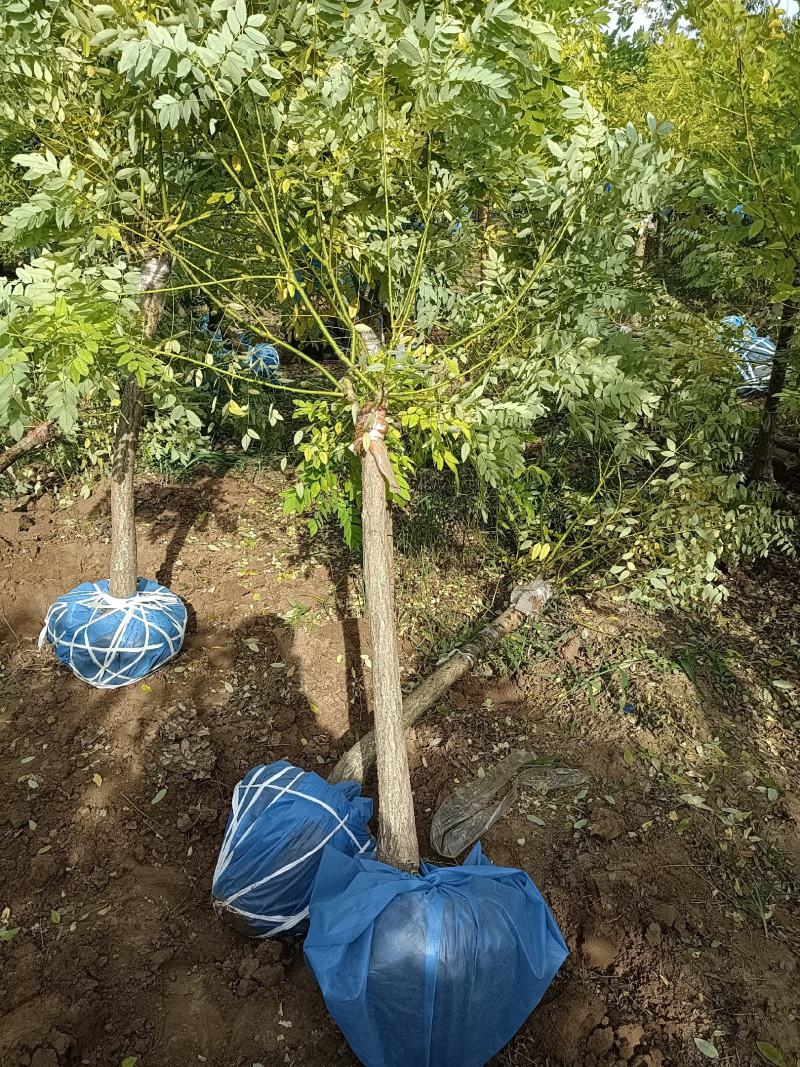 大量低价出售，地径：4-15cm矮接金枝槐，丛生金枝槐