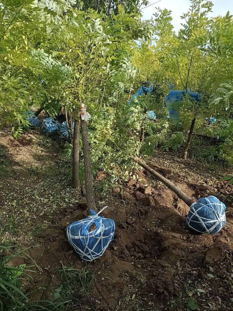大量低价出售，地径：4-15cm矮接金枝槐，丛生金枝槐