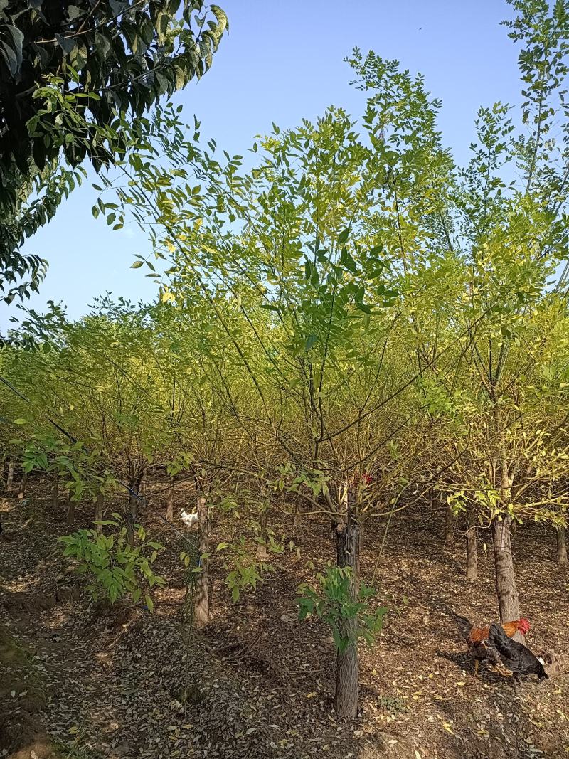 大量低价出售，地径：4-15cm矮接金枝槐，丛生金枝槐