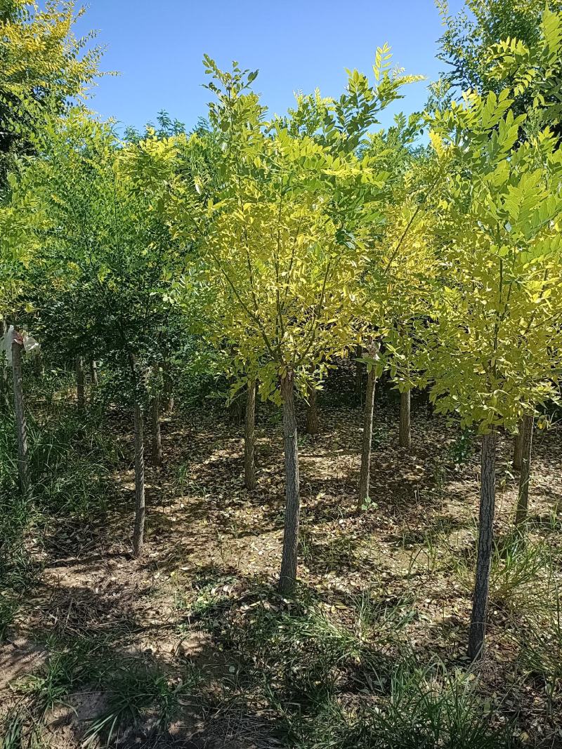 大量低价出售，地径：4-15cm矮接金枝槐，丛生金枝槐