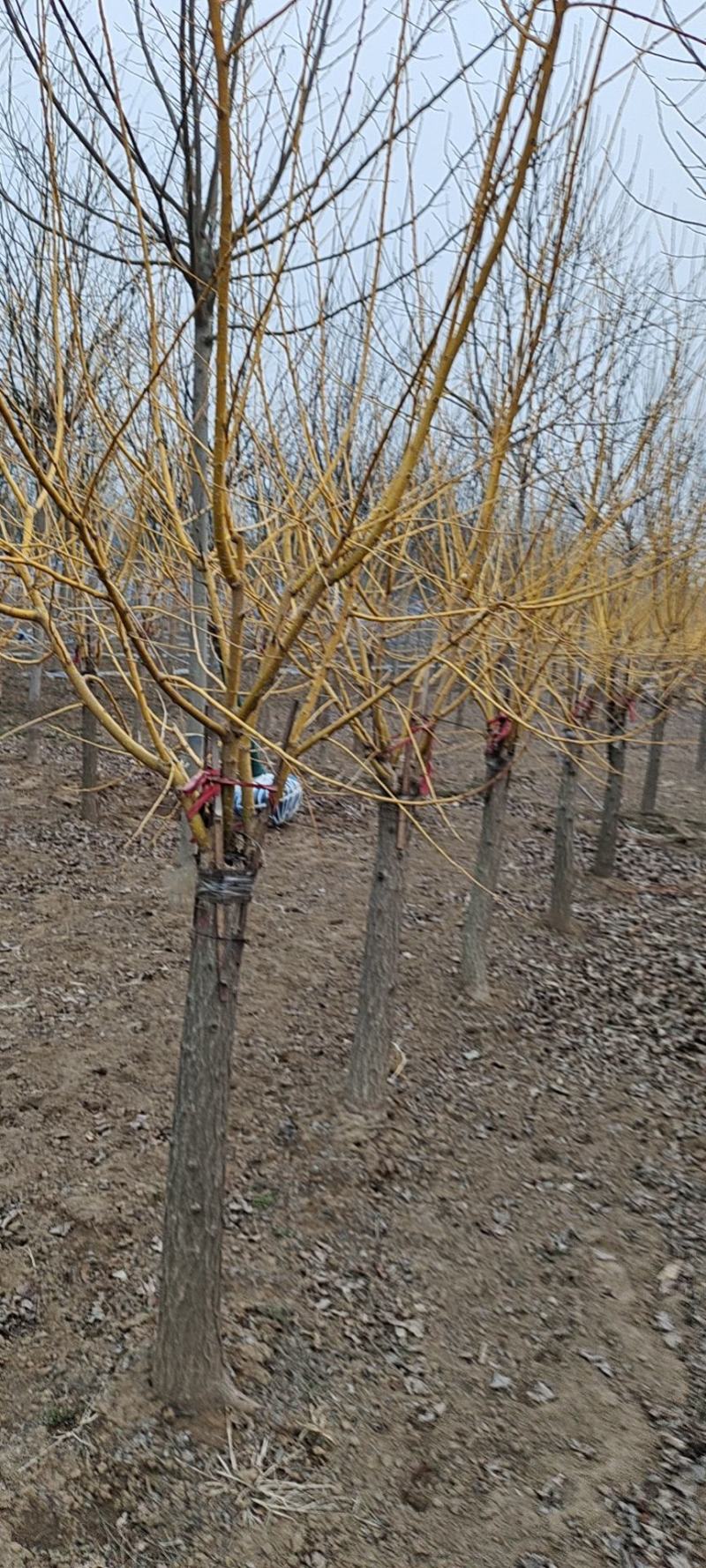 大量低价出售，地径：4-15cm矮接金枝槐，丛生金枝槐