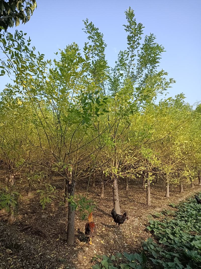 大量低价出售，地径：4-15cm矮接金枝槐，丛生金枝槐