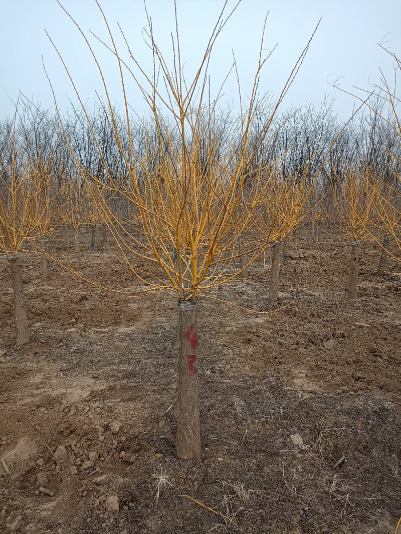 大量低价出售，地径：4-15cm矮接金枝槐，丛生金枝槐