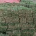 马尼拉草场,禾本科结缕草属的沟叶结缕草(Zoy成草密度