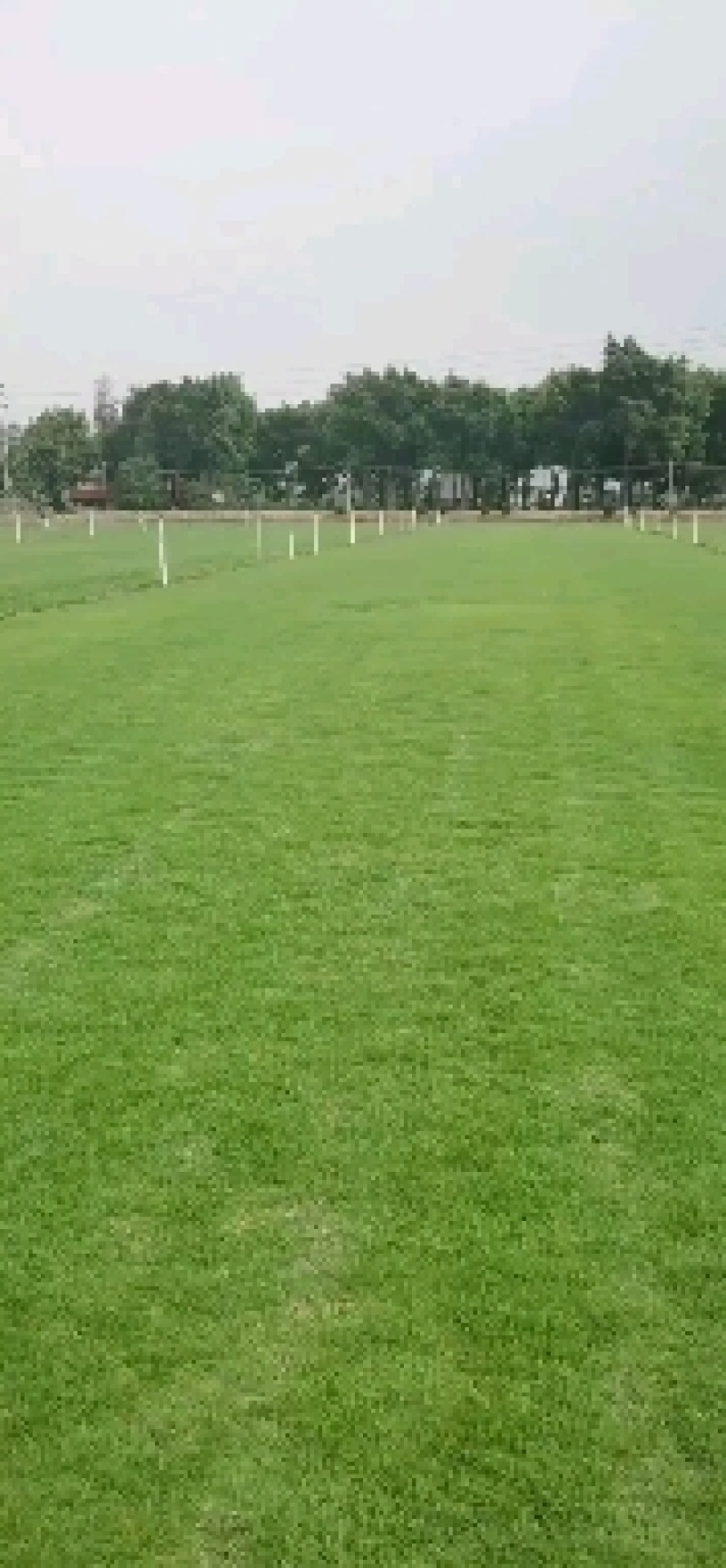 马尼拉草场，禾本科结缕草属的沟叶结缕草(Zoy成草密度