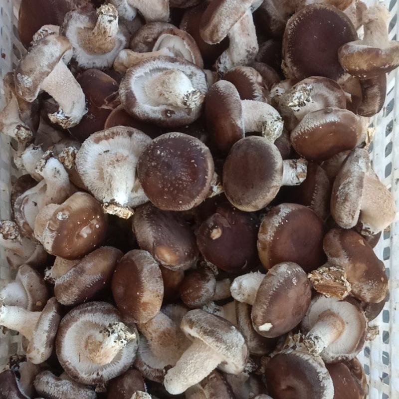 产地直发精选鲜香菇，现货大量供应，欢迎各界客商咨询联系