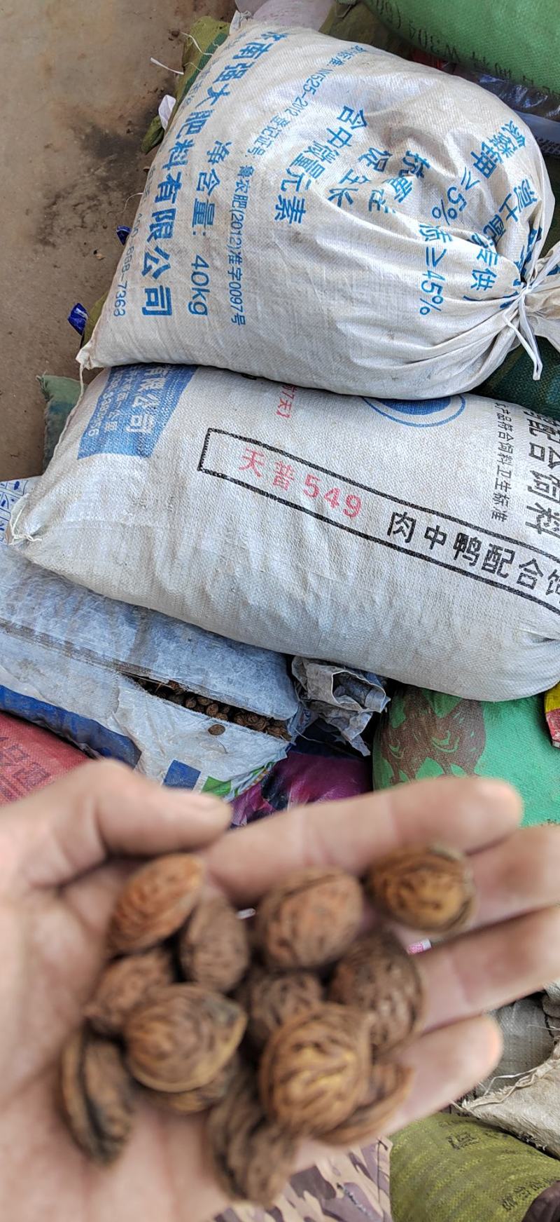 毛桃核，全仁货，现货20吨