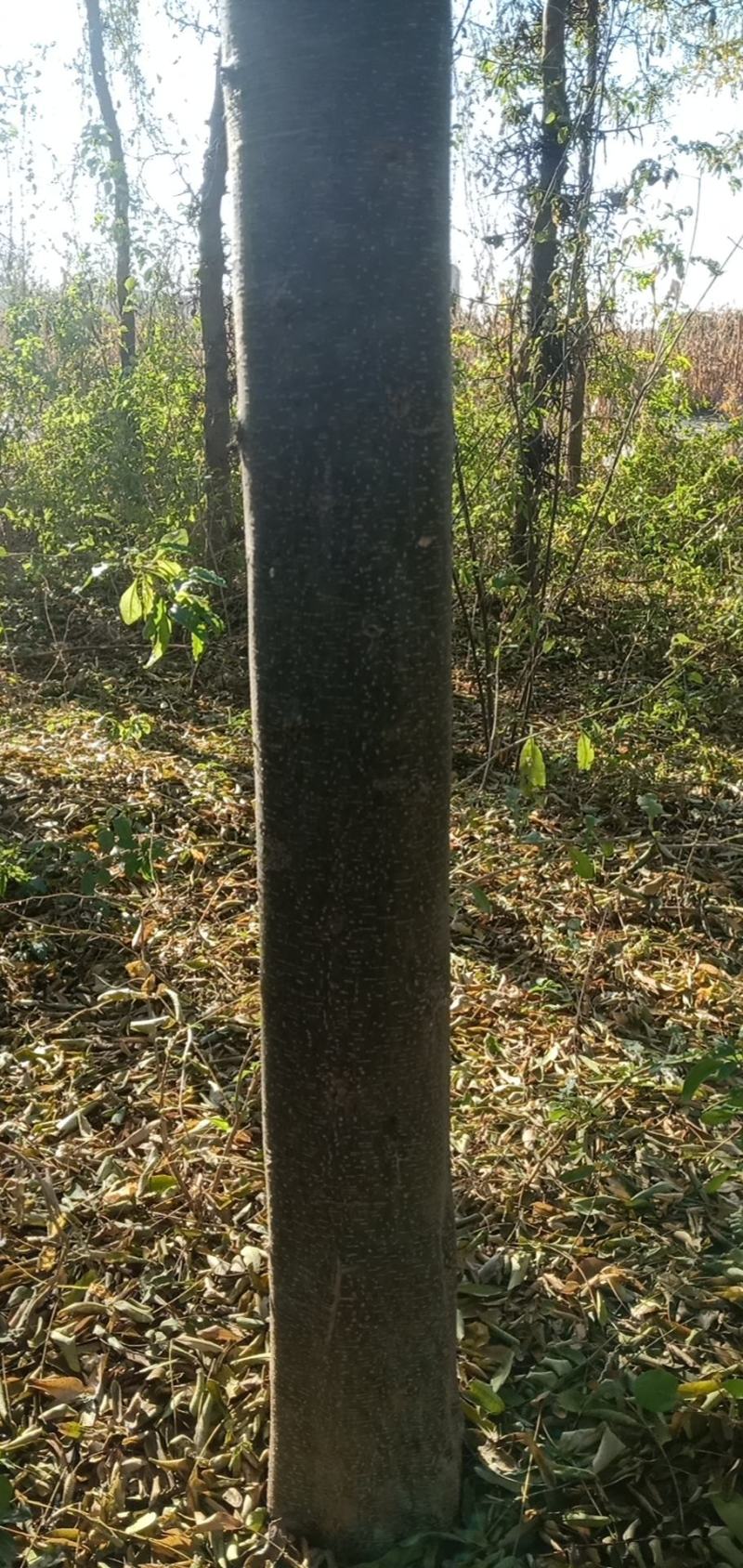 皂角树