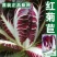 娃娃菜软化菊苣种子红结球菊苣种子菊苣种子玉兰菜种子包心菜